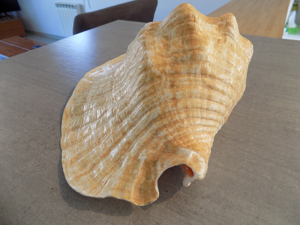 STROMBIDAE TITANOSTROMBUS GOLIATH | Nautilus 2